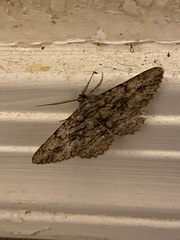 Anavitrinella pampinaria