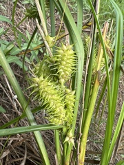 Carex retrorsa