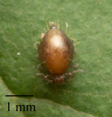 Symphypleona