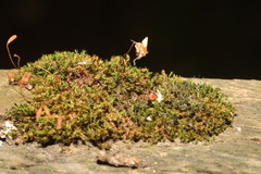 Ptychostomum capillare