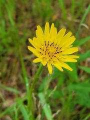 Tragopogon pratensis