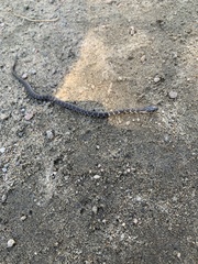 Nerodia sipedon sipedon