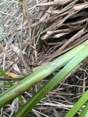 Carex retrorsa
