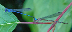 Argia vivida