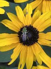 Agapostemon