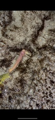 Typhlogobius californiensis