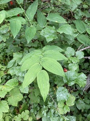 Streptopus amplexifolius
