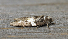 Acleris variana