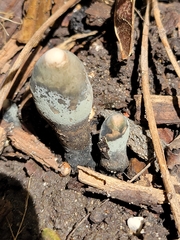 Xylaria polymorpha