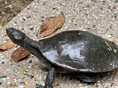 Emydura macquarii