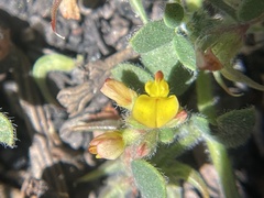 Acmispon heermannii