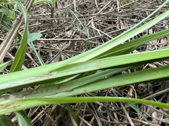 Carex retrorsa