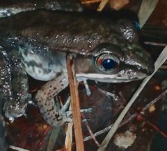 Lithobates maculatus