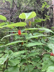 Streptopus amplexifolius