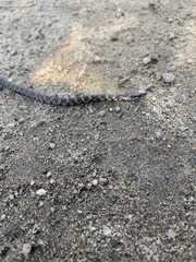 Nerodia sipedon sipedon