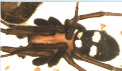 Titanoeca quadriguttata