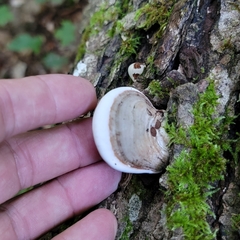 Ganoderma
