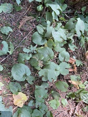 Maianthemum dilatatum