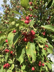 Malus baccata