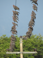 Patagioenas flavirostris