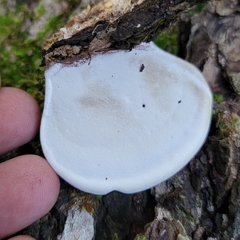 Ganoderma