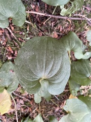 Maianthemum dilatatum