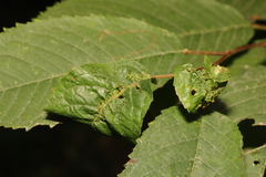 Myzus cerasi
