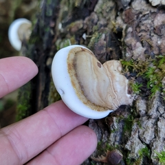Ganoderma