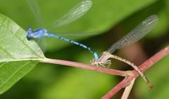 Argia vivida