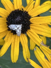 Petrophila fulicalis