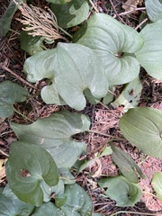 Maianthemum dilatatum
