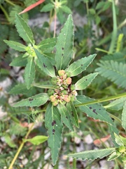 Euphorbia davidii