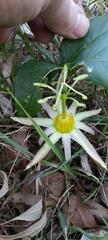 Passiflora herbertiana herbertiana