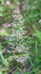 Calamagrostis