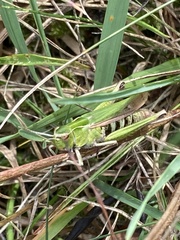 Omocestus viridulus