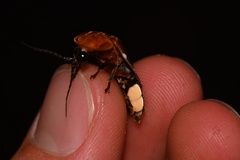Lampyridae