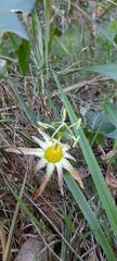 Passiflora herbertiana herbertiana