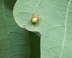 Araniella