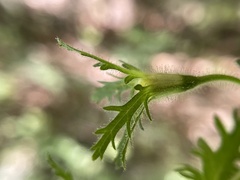 Aureolaria pedicularia