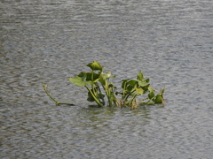 Sagittaria montevidensis