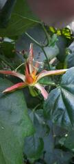Passiflora herbertiana herbertiana