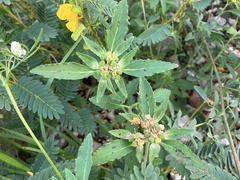 Euphorbia davidii