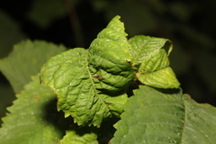 Myzus cerasi
