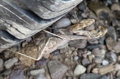 Stagmomantis limbata
