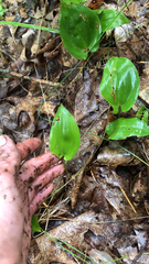 Maianthemum canadense
