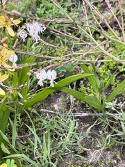 Trachyandra revoluta