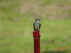 Tachycineta albilinea