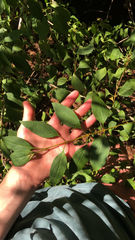 Forsythia × intermedia