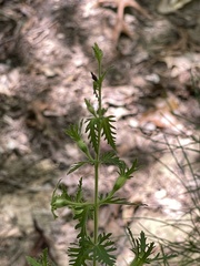 Aureolaria pedicularia