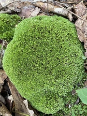 Leucobryum